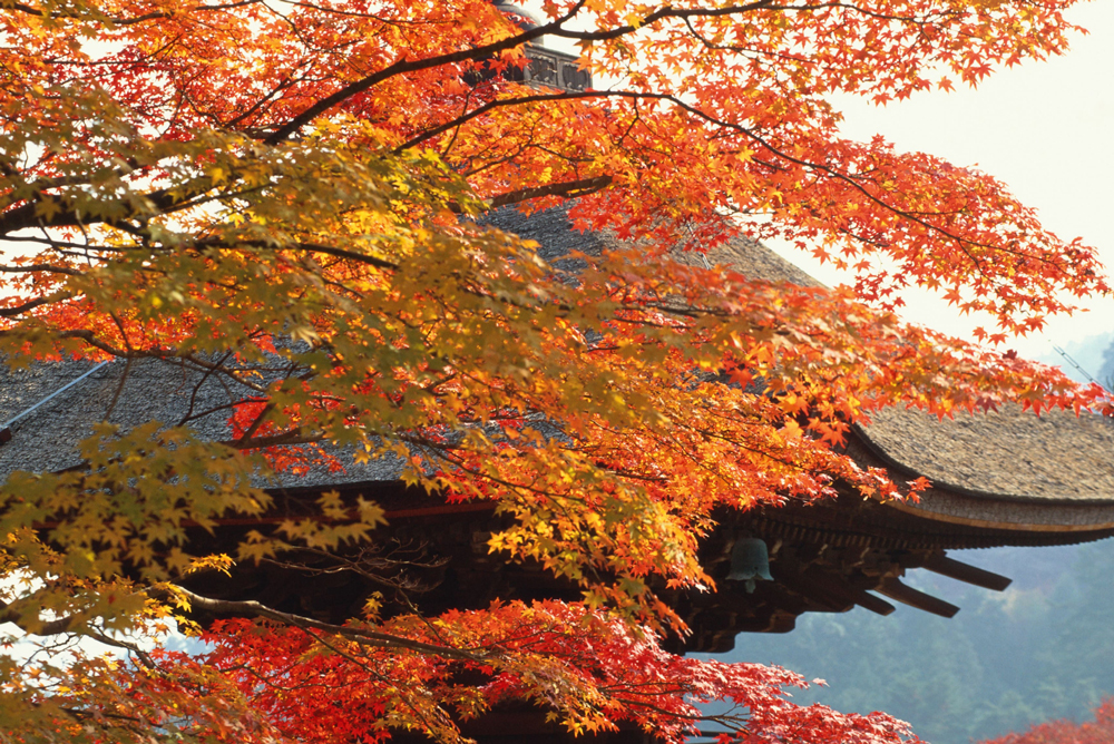 秋の京都（写真はイメージです）