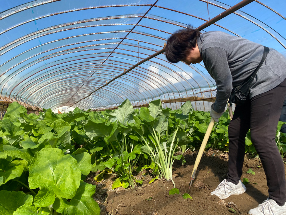 春をつげる伝統野菜「八尾若ごぼう」収穫体験