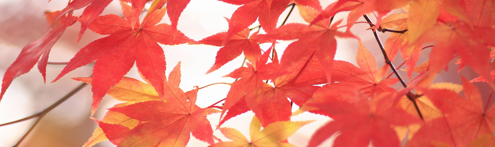 紅葉