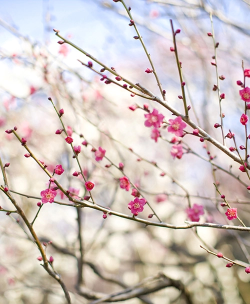 梅の花