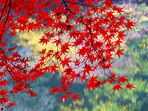 紅葉の京都（写真はイメージです）
