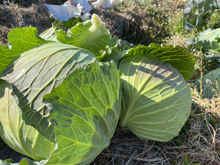 泉州キャベツ＆超極早生玉ねぎ収穫体験！ 