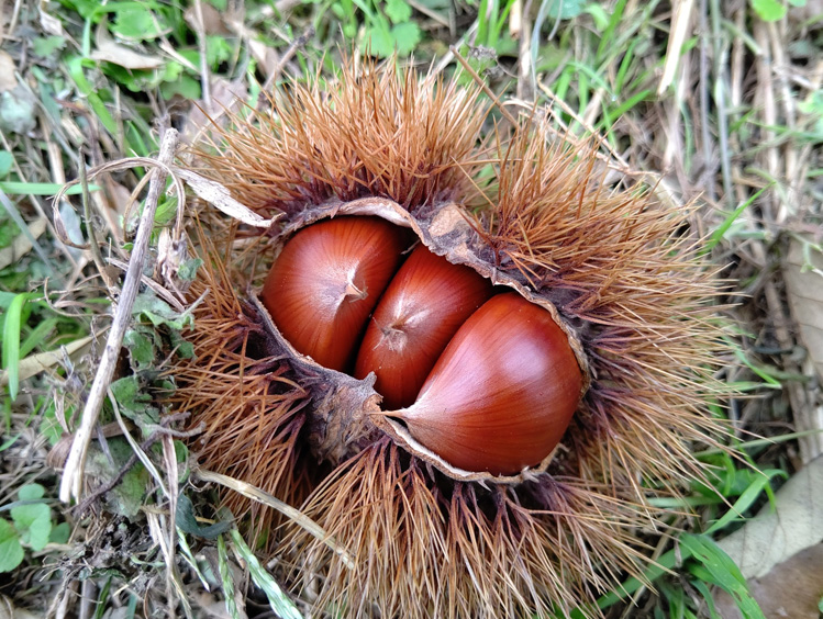 秋の味覚！丹波くりひろい体験