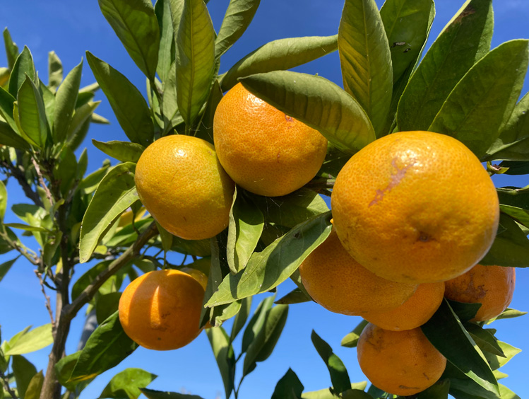 和歌山ブランド！紀の川柿＆みかん収穫体験