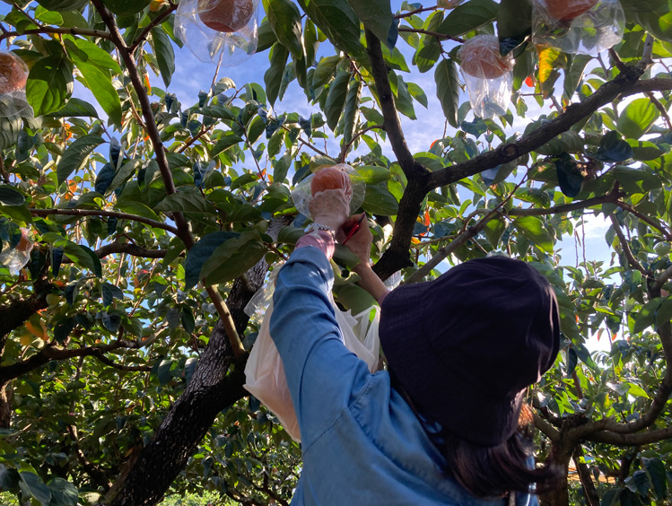 紀の川柿&みかん_柿収穫体験