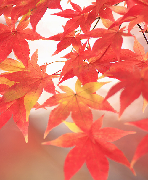 紅葉