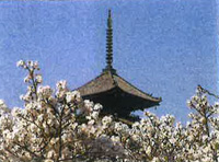 仁和寺 霊宝館 春の特別展と御室桜