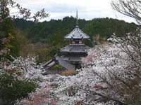 吉野の桜「吉水神社」と「金峯山寺 蔵王堂」特別拝観