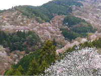 吉水神社境内からの一目千本（中千本）