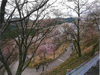 「七曲り」と呼ばれる桜の坂道（下千本）