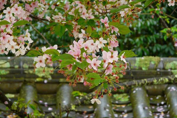 秋の京都（写真はイメージです）