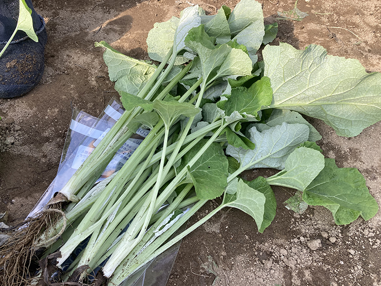 尾若ごぼう収穫体験