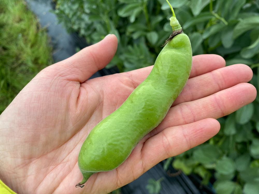 幻のそら豆「河内一寸そら豆」と芳醇ミニトマト収穫体験 伝統野菜と濃厚ミニトマト！