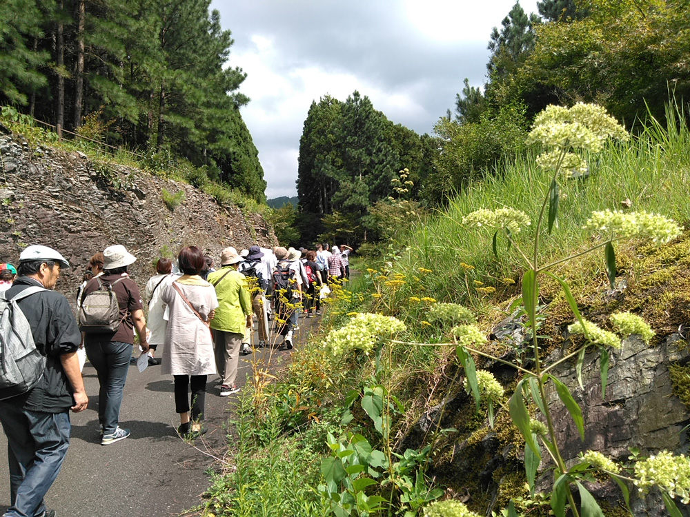 山野草の森散策（イメージ）