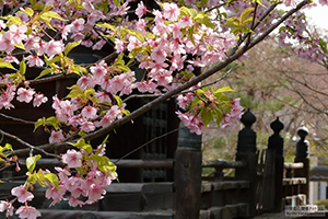 春の京都（写真はイメージです）